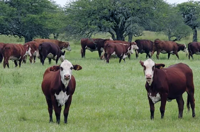 El Gobierno derogó una veintena de regulaciones que impactan en la industria ganadera y la pesca El Gobierno derogó una veintena de regulaciones que impactan en la industria ganadera y la pesca