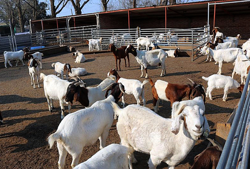 Casi 300 productores beneficiados en los últimos cuatro años por impulso del Gobierno a la cadena caprina Casi 300 productores beneficiados en los últimos cuatro años por impulso del Gobierno a la cadena caprina