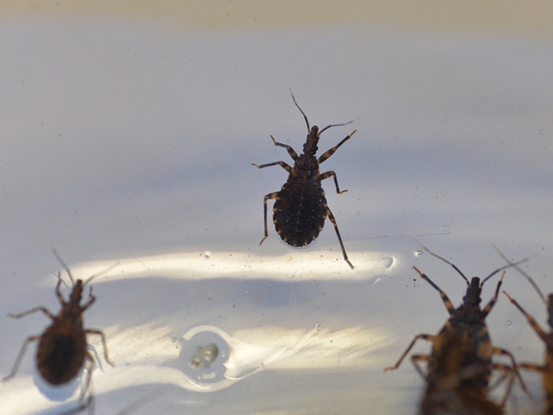 Detectaron que las vinchucas resistentes a insecticidas viven menos Detectaron que las vinchucas resistentes a insecticidas viven menos