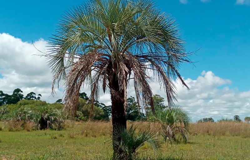 Corrientes: Una palmera única en el mundo abrió las puertas de una reserva natural del Ejército Corrientes: Una palmera única en el mundo abrió las puertas de una reserva natural del Ejército