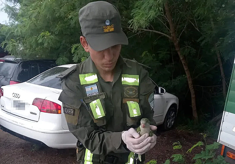Demoraron a dos personas con 45 cotorras en el Puente Chaco-Corrientes Demoraron a dos personas con 45 cotorras en el Puente Chaco-Corrientes