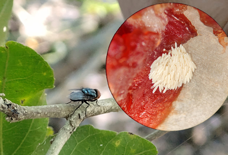 Análisis del INTA del impacto de las bicheras o miasis sobre la producción ganadera en Argentina Análisis del INTA del impacto de las bicheras o miasis sobre la producción ganadera en Argentina