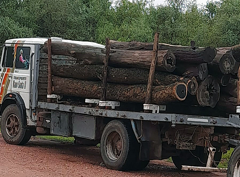 Miraflores: incautan 30 toneladas de palo santo, una especie protegida Miraflores: incautan 30 toneladas de palo santo, una especie protegida