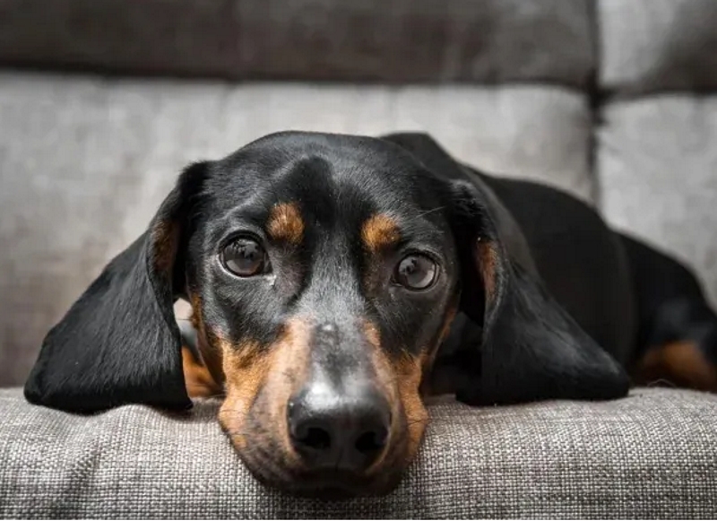 Corrientes: fallo inédito consideró a un perro “ser sintiente” y estableció régimen de visitas Corrientes: fallo inédito consideró a un perro “ser sintiente” y estableció régimen de visitas