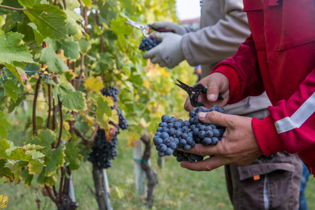 La Vendimia 2024 se encamina a ser mejor que la última, pese a las heladas tardías y el viento Zonda