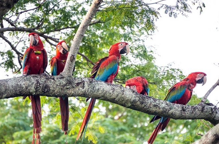 Nuevo grupo de guacamayos rojos vuelan libres en el Iberá Nuevo grupo de guacamayos rojos vuelan libres en el Iberá