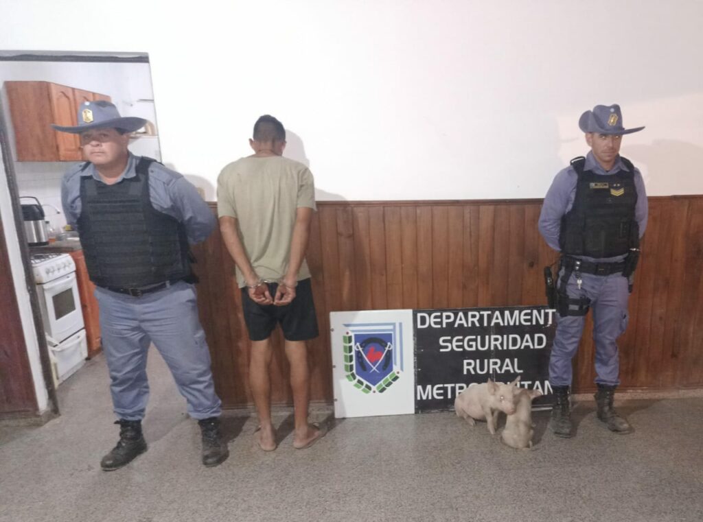 Robó dos lechones en su primer día de trabajo