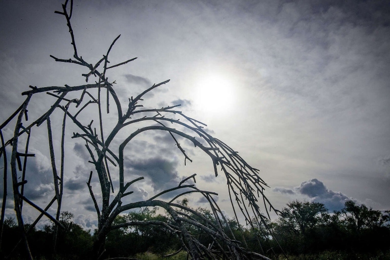 Greenpeace y otras organizaciones reclamaron que no se modifiquen leyes ambientales Greenpeace y otras organizaciones reclamaron que no se modifiquen leyes ambientales