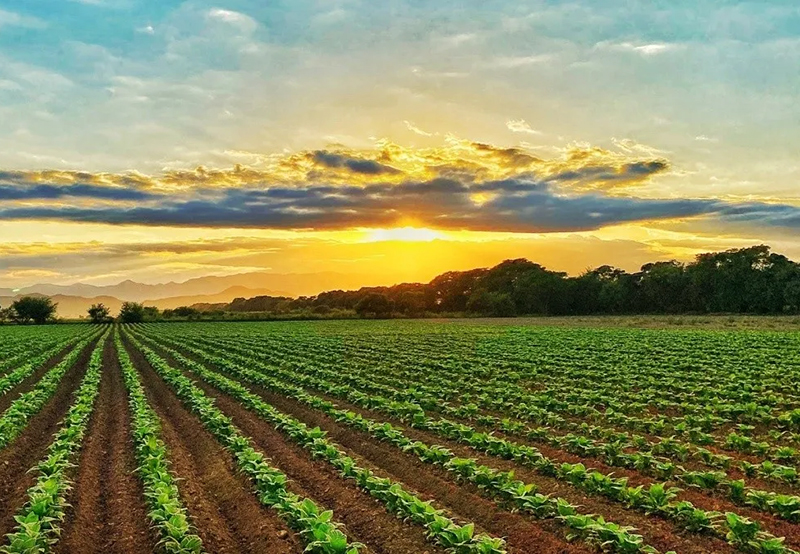 A pesar de todas las promesas de Milei la presión fiscal sobre el campo aumentó A pesar de todas las promesas de Milei la presión fiscal sobre el campo aumentó