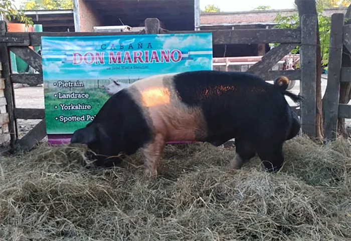 El primer remate porcino de elite se realizará en abril en Machagai El primer remate porcino de elite se realizará en abril en Machagai