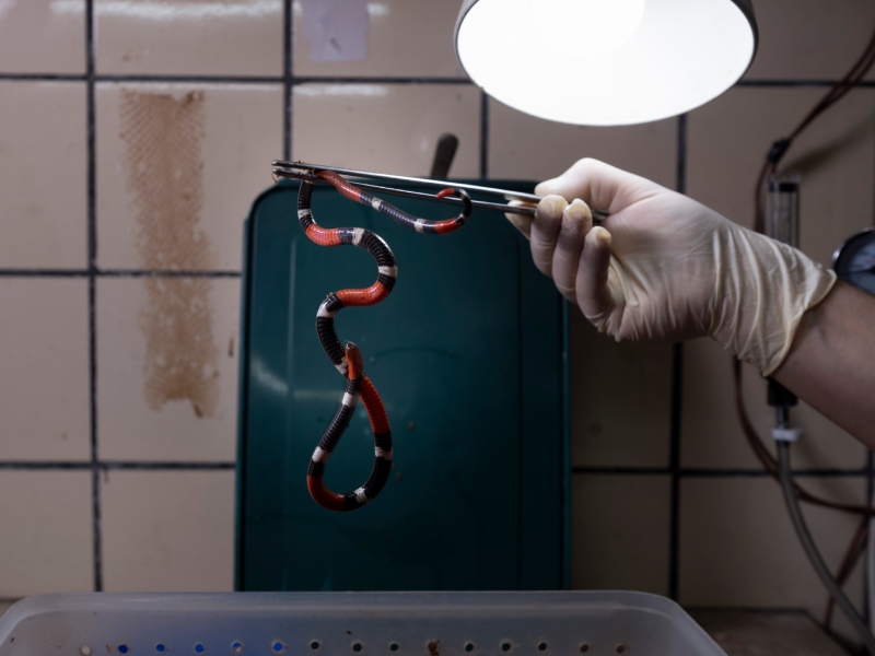 De producción nacional, el método del Malbrán para elaborar sueros antiofídicos para 17 provincias De producción nacional, el método del Malbrán para elaborar sueros antiofídicos para 17 provincias