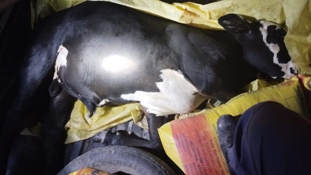 Fueron detenidos tras evadir un control policial: llevaban una vaca faenada Fueron detenidos tras evadir un control policial: llevaban una vaca faenada