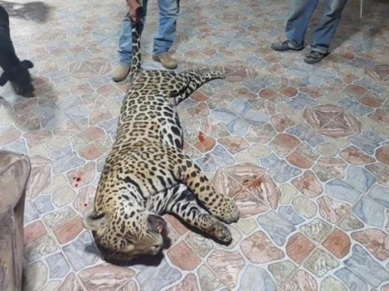 Confirman que los “asesinos del yaguareté” deben pagar una reparación para acceder a la libertad condicional Confirman que los “asesinos del yaguareté” deben pagar una reparación para acceder a la libertad condicional