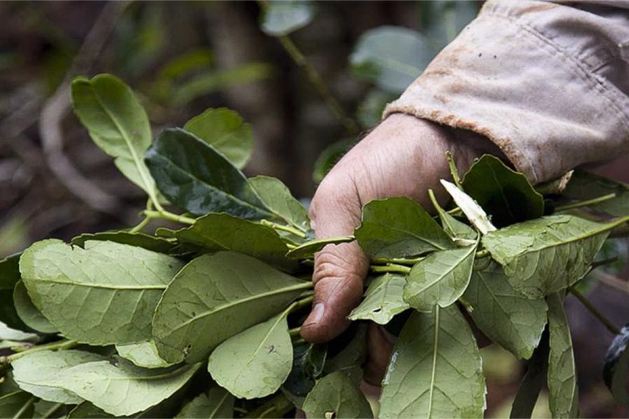 Proponen la creación de un Instituto correntino de la yerba mate Proponen la creación de un Instituto correntino de la yerba mate