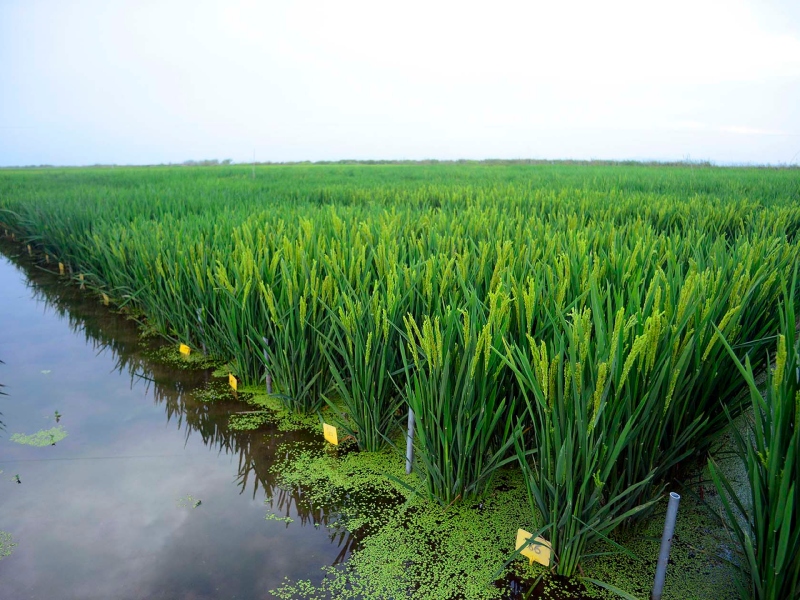 Con menor superficie proyectada, ya se sembró el 70% del arroz Con menor superficie proyectada, ya se sembró el 70% del arroz