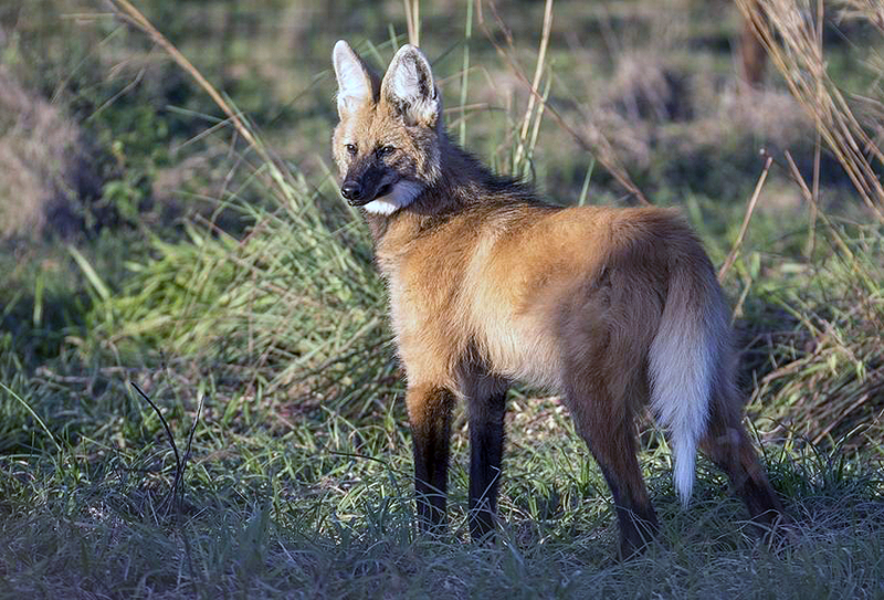 Revelan que nacieron cinco cachorros de Aguará Guazú en el Iberá Revelan que nacieron cinco cachorros de Aguará Guazú en el Iberá