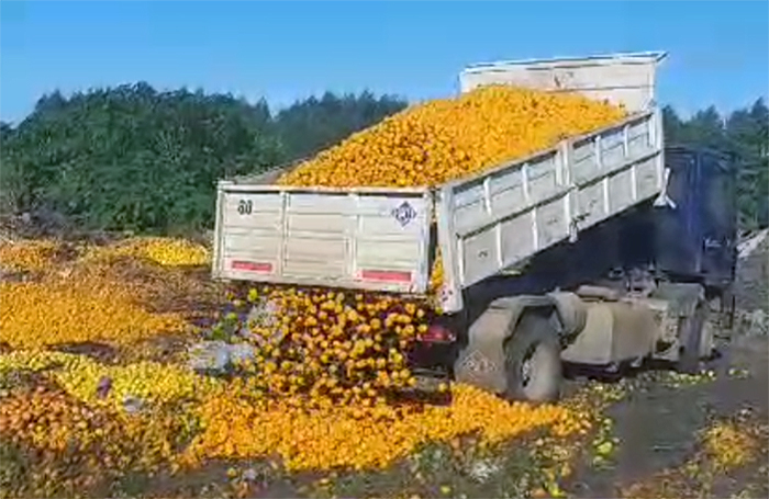 La imagen tan temida: con índices de pobreza en crecimiento, se vuelve a tirar fruta que no logra colocarse en el mercado La imagen tan temida: con índices de pobreza en crecimiento, se vuelve a tirar fruta que no logra colocarse en el mercado