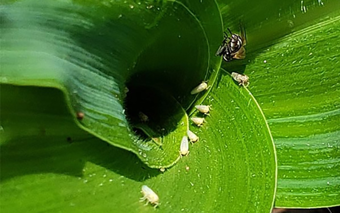 Un freno al optimismo: en pleno chacosantiagueño, poblaciones de chicharritas siguen elevadas y temen nuevo año catastrófico Un freno al optimismo: en pleno chacosantiagueño, poblaciones de chicharritas siguen elevadas y temen nuevo año catastrófico