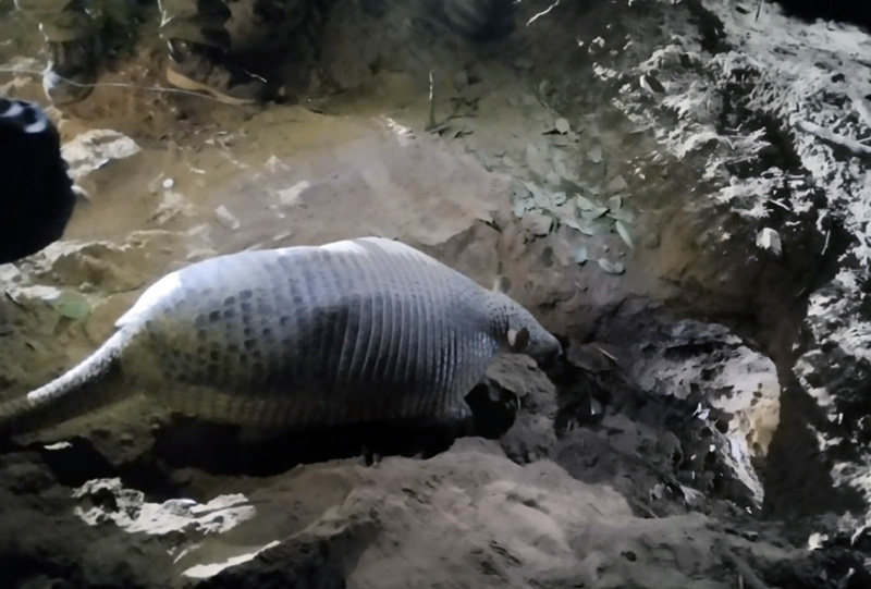 Parques Nacionales capturó en Chaco por primera vez un tatú carreta macho para su monitoreo Parques Nacionales capturó en Chaco por primera vez un tatú carreta macho para su monitoreo