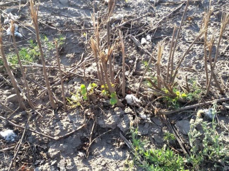 Algodón: el Gobierno informó que están disponibles los fondos para la destrucción de rastrojos Algodón: el Gobierno informó que están disponibles los fondos para la destrucción de rastrojos