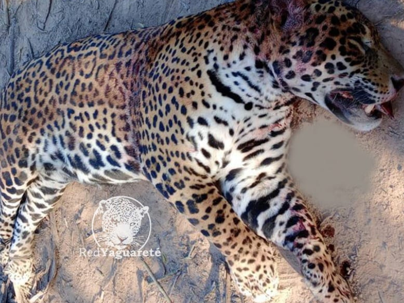 Cazadores furtivos mataron a otro yaguareté en Formosa Cazadores furtivos mataron a otro yaguareté en Formosa