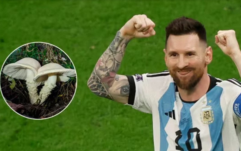 Homenaje de la ciencia: descubren una nueva especie de hongo y la nombran en honor a Lionel Messi Homenaje de la ciencia: descubren una nueva especie de hongo y la nombran en honor a Lionel Messi