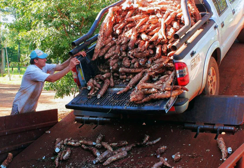 Misiones: estiman una producción de mandioca que alcanzará las 40.000 toneladas en la zafra 2024 Misiones: estiman una producción de mandioca que alcanzará las 40.000 toneladas en la zafra 2024