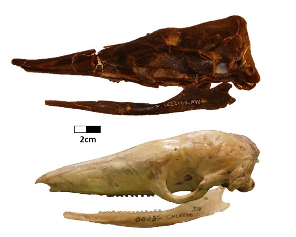 Becario estudia la evolución de los armadillos y su adaptación a la dieta de hormigas Becario estudia la evolución de los armadillos y su adaptación a la dieta de hormigas