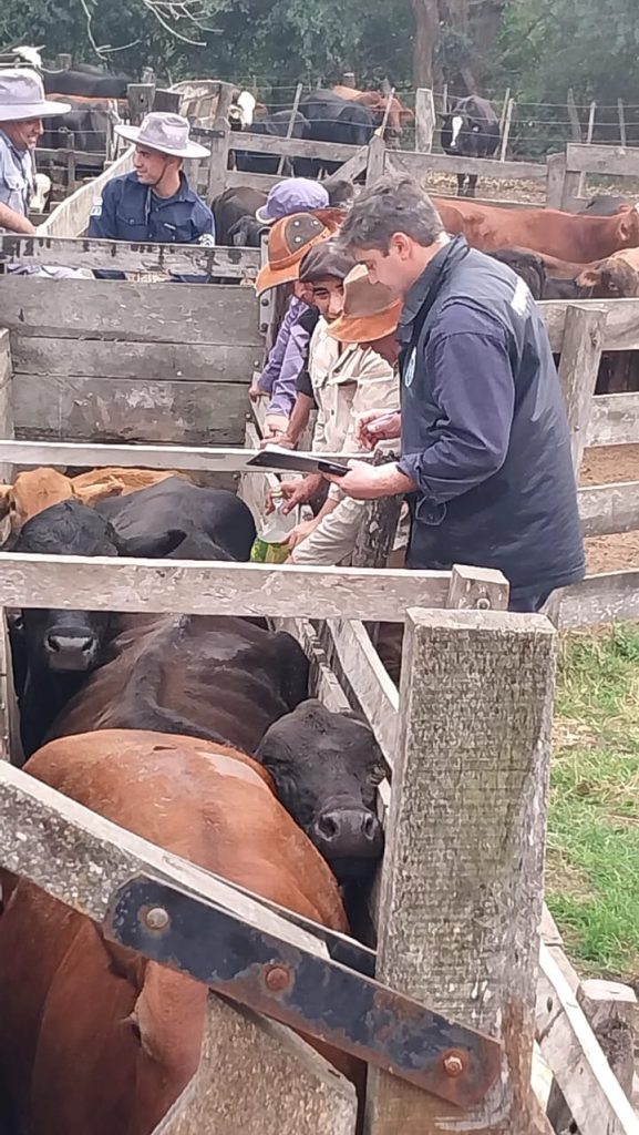 Allanamiento por supuesto abigeato y adulteración de documentos en Colonia Elisa Allanamiento por supuesto abigeato y adulteración de documentos en Colonia Elisa