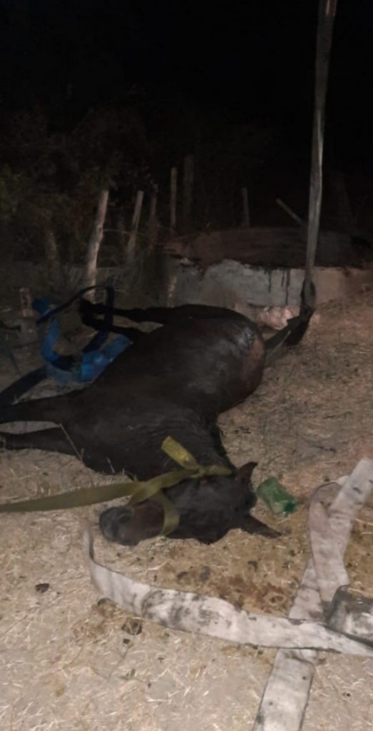 Bomberos rescatan a un caballo caído en un pozo en Coronel Du Graty