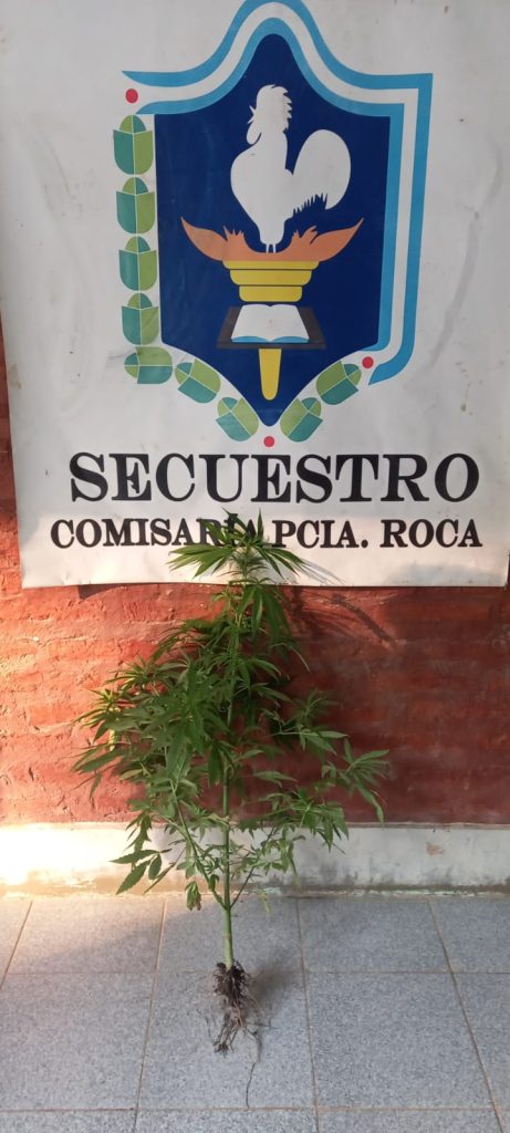 Llamó a la Policía para entregar la planta de marihuana de su pareja