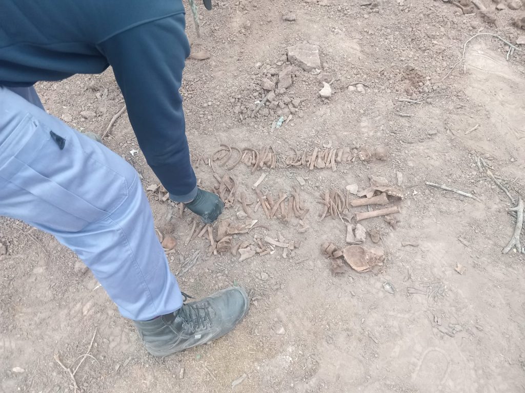 Macabro: encontraron casi 500 huesos enterrados en un campo de Castelli