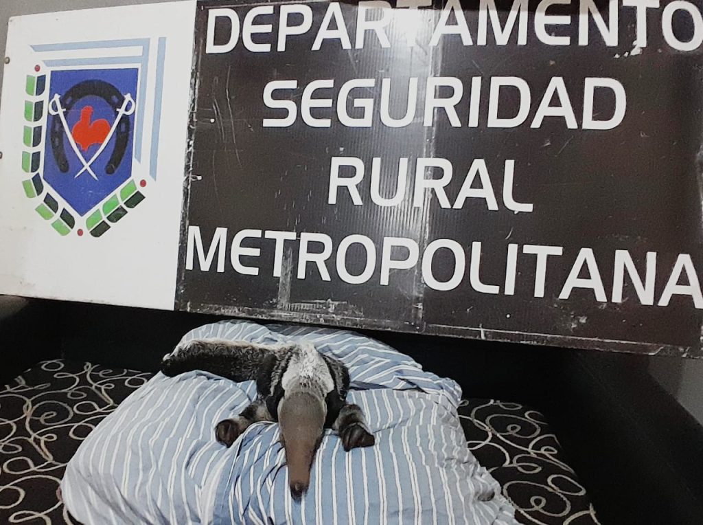 Rescatan a un cachorro de oso hormiguero que era víctima de mascotismo en Resistencia