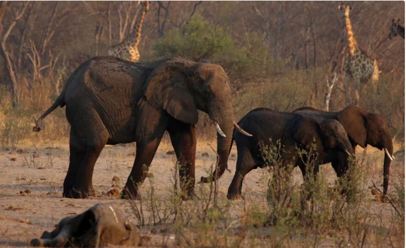 Hambre: Zimbabue sacrificará 200 elefantes para enfrentar la escasez de alimentos por la peor sequía en décadas Hambre: Zimbabue sacrificará 200 elefantes para enfrentar la escasez de alimentos por la peor sequía en décadas