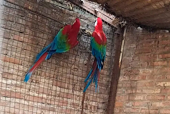 Rescataron a dos guacamayos rojos en Resistencia y los trasladaron a Corrientes Rescataron a dos guacamayos rojos en Resistencia y los trasladaron a Corrientes