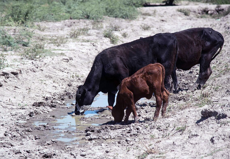 La sequía continúa azotando a la producción chaqueña: “Las zonas afectadas y las pérdidas se incrementan”, lamentó el ministro Dudik La sequía continúa azotando a la producción chaqueña: “Las zonas afectadas y las pérdidas se incrementan”, lamentó el ministro Dudik