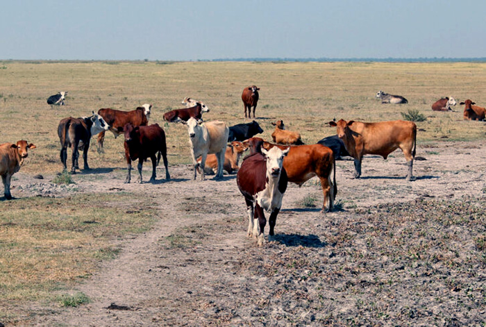 Declararon la Emergencia Agropecuaria para los departamentos del norte de Santa Fe Declararon la Emergencia Agropecuaria para los departamentos del norte de Santa Fe