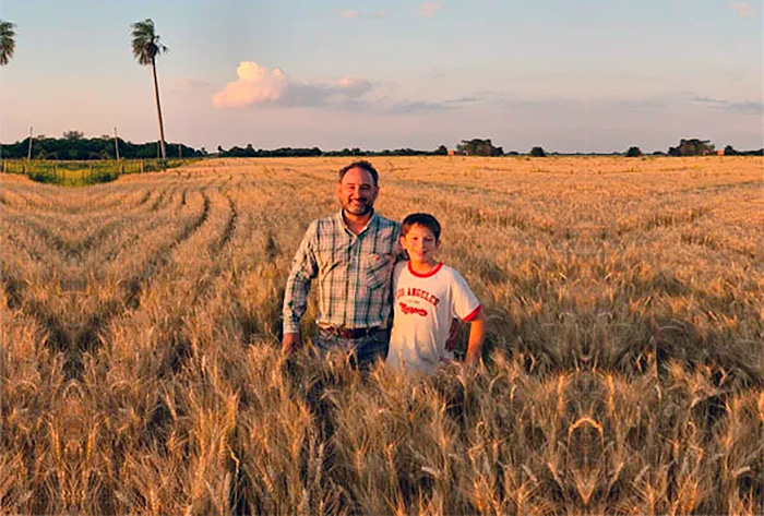 El trigo muestra buenos rindes en Colonia Elisa y varias localidades del interior del Chaco El trigo muestra buenos rindes en Colonia Elisa y varias localidades del interior del Chaco
