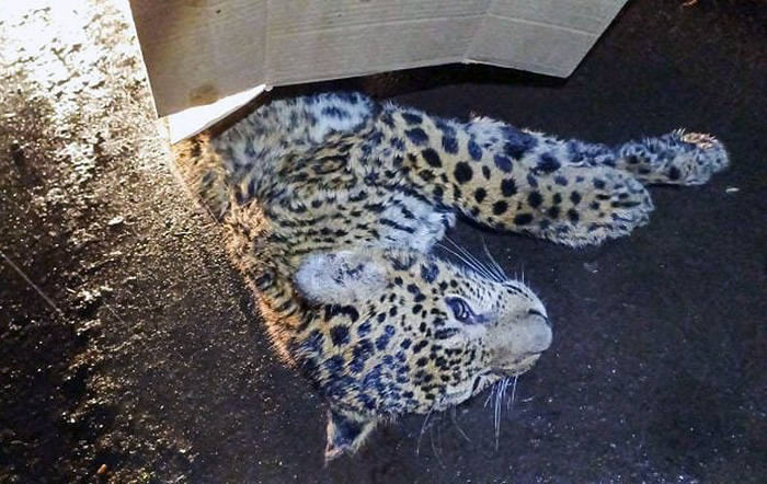 Más de 5.000 animales mueren anualmente en rutas de Misiones Más de 5.000 animales mueren anualmente en rutas de Misiones