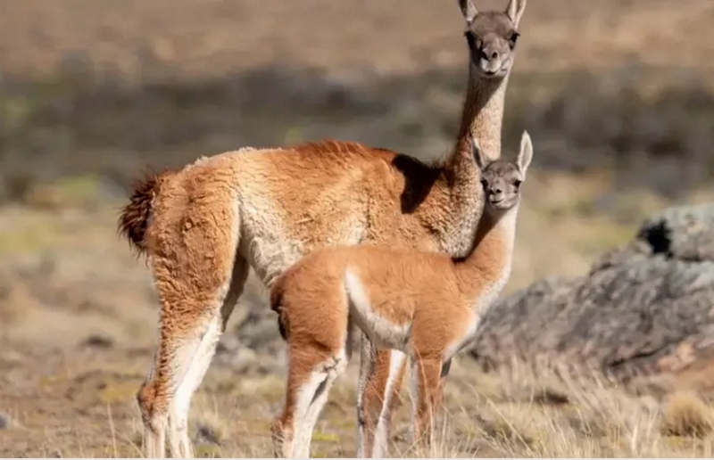 “Se están comiendo la Patagonia”: el desafío ambiental de las plagas de animales en Argentina “Se están comiendo la Patagonia”: el desafío ambiental de las plagas de animales en Argentina