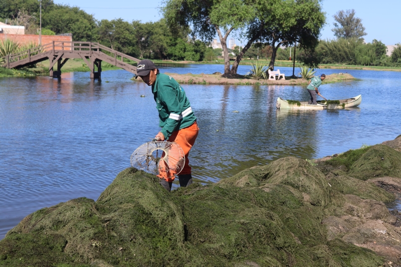 La Municipalidad limpió la Laguna Francia con personal en tierra y los denominados “carpinchos” La Municipalidad limpió la Laguna Francia con personal en tierra y los denominados “carpinchos”