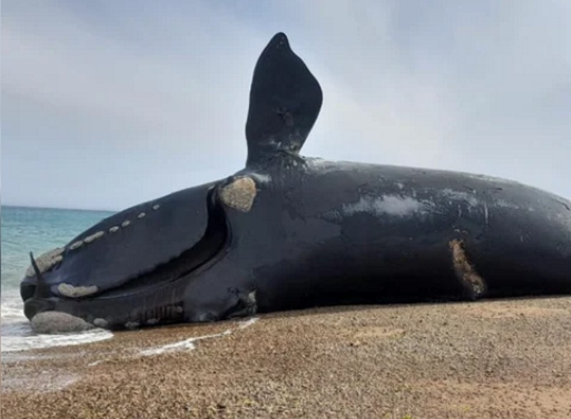 Preocupación en Península Valdés: hallaron 71 ballenas muertas Preocupación en Península Valdés: hallaron 71 ballenas muertas