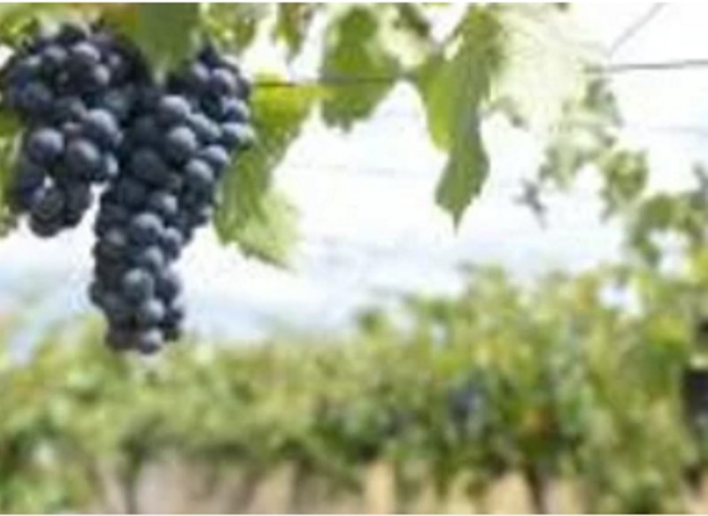 Las exportaciones vitivinícolas aumentaron 5,3% de enero a octubre de 2024 Las exportaciones vitivinícolas aumentaron 5,3% de enero a octubre de 2024