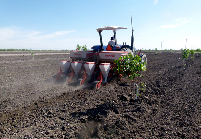 El Gobierno asegura fondos para la campaña algodonera con estrictos controles de siembras El Gobierno asegura fondos para la campaña algodonera con estrictos controles de siembras
