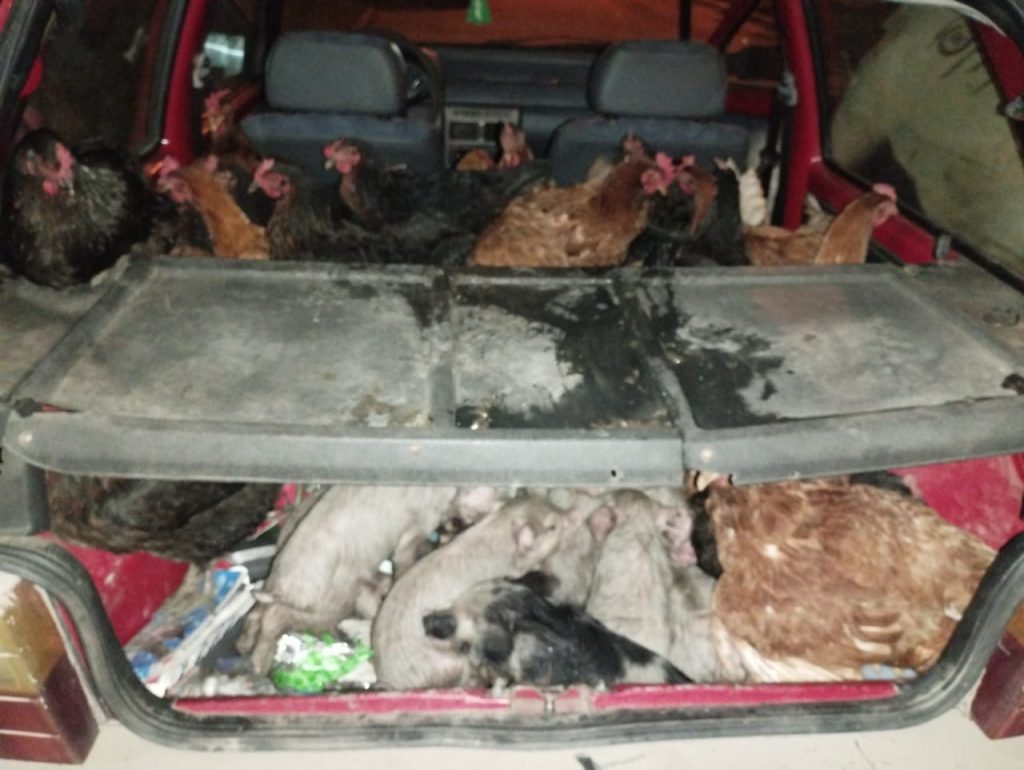 Detienen el paso de un conductor con una insólita carga: nueve chanchos y 32 gallinas dentro de su auto