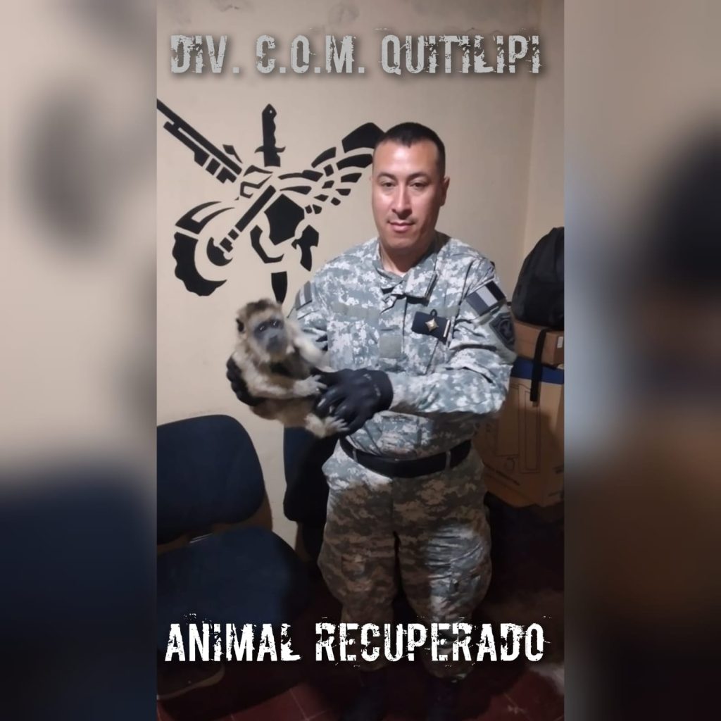 Demoran a dos jóvenes por robo y tenencia de un mono como mascota en Quitilipi