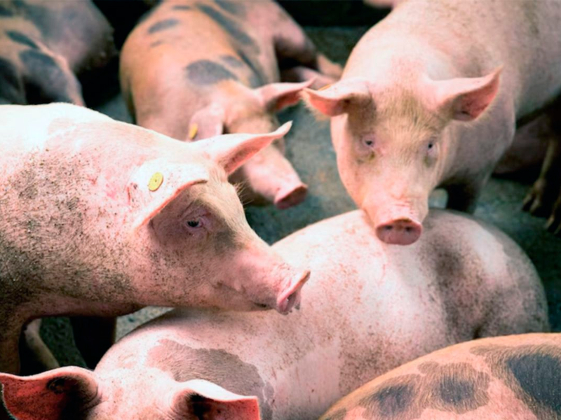 Córdoba: ya son 41 los casos de triquinosis detectados y tres personas están hospitalizadas Córdoba: ya son 41 los casos de triquinosis detectados y tres personas están hospitalizadas