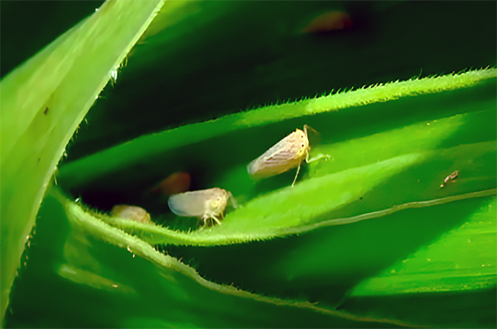Aseguran que la ‘chicharrita’ está presente en maíces “guachos” de Chaco y Formosa Aseguran que la ‘chicharrita’ está presente en maíces “guachos” de Chaco y Formosa