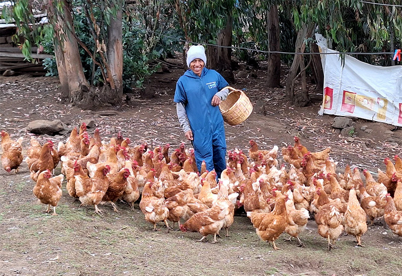 El INTA aconseja cómo reducir el impacto del calor en producciones avícolas El INTA aconseja cómo reducir el impacto del calor en producciones avícolas