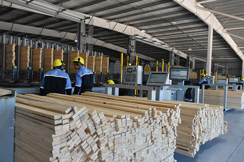 Un gigante de la forestación en Corrientes frenó sus exportaciones Un gigante de la forestación en Corrientes frenó sus exportaciones